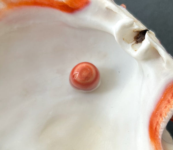 NATURAL WILD FOUND RED AND CORAL SWIRL SPONDYLUS PRINCEPS PEARL