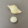 natural wild found plump egg shape scallop pearl