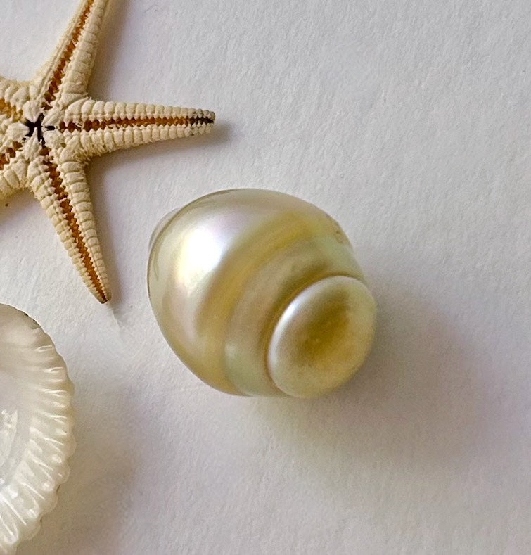 banded South Sea pearl displayed with a small starfish
