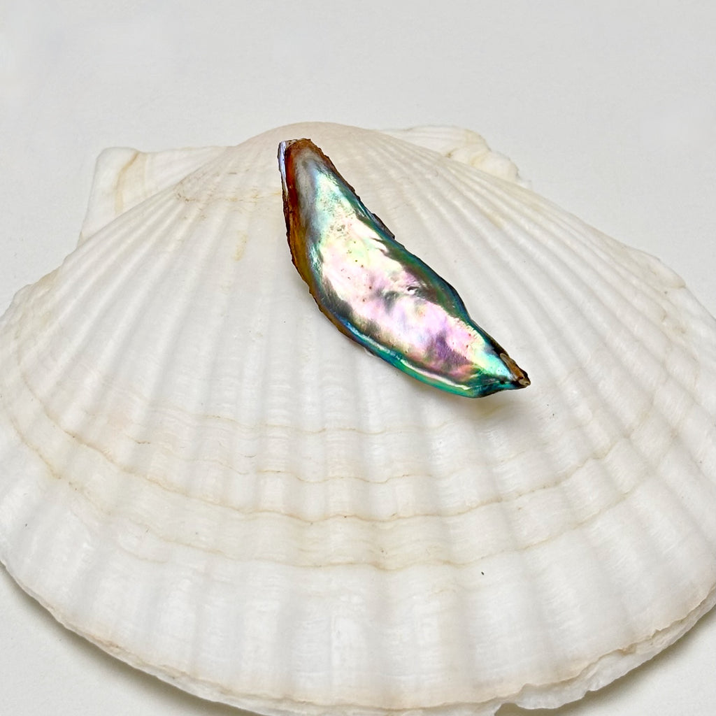 A 2" long multicolored abalone pearl placed on a white shell
