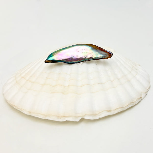  2" long natural abalone pearl displayed on a white shell.