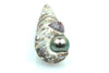 deep color tahitian banded pearl